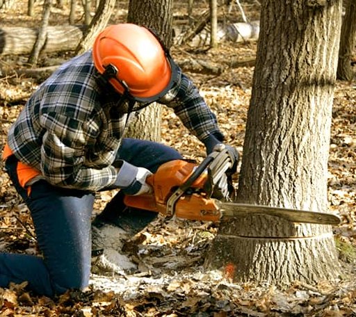 Tree Removal in Athena, OR